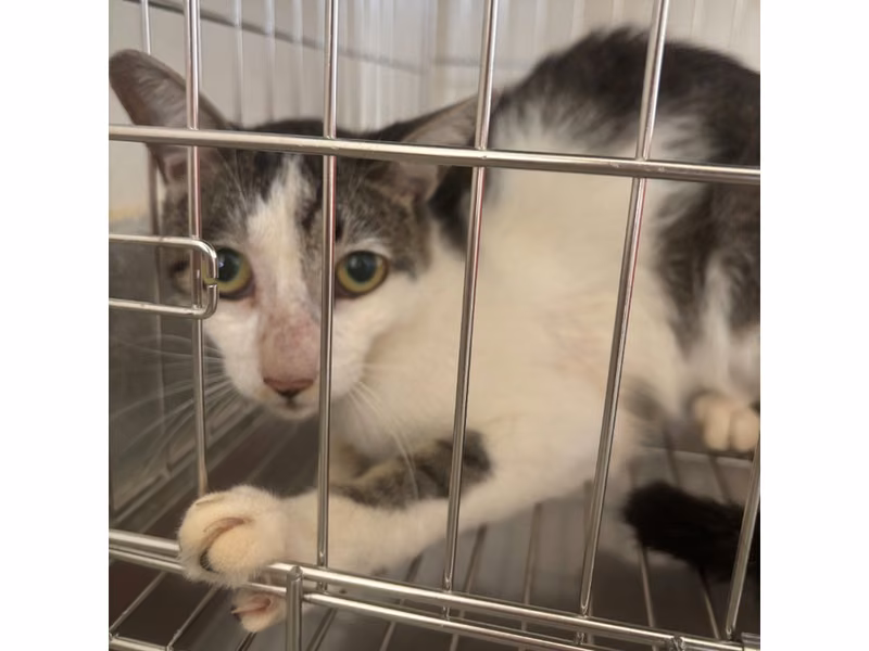Tabby-and-white adult male mixed-breed cat, Medium, shelter no. …0002