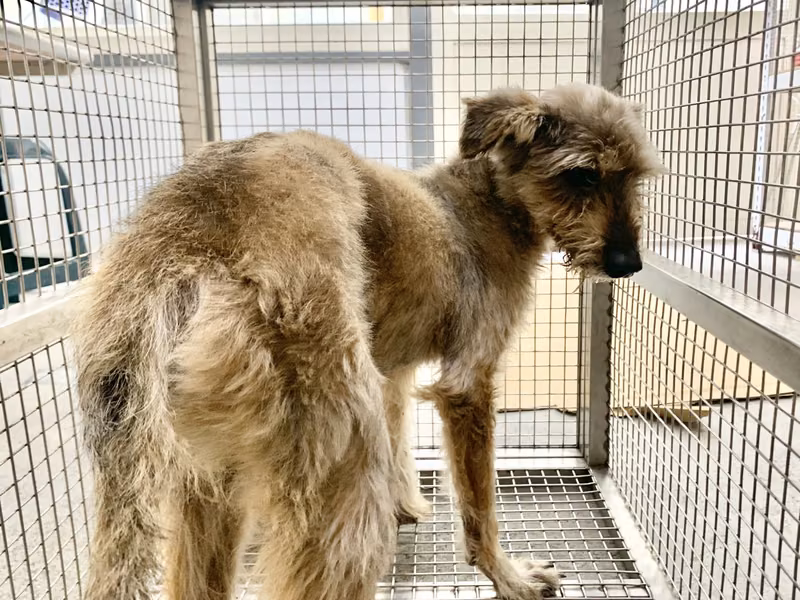 Brown adult male mixed-breed dog, Medium, shelter no. …0902