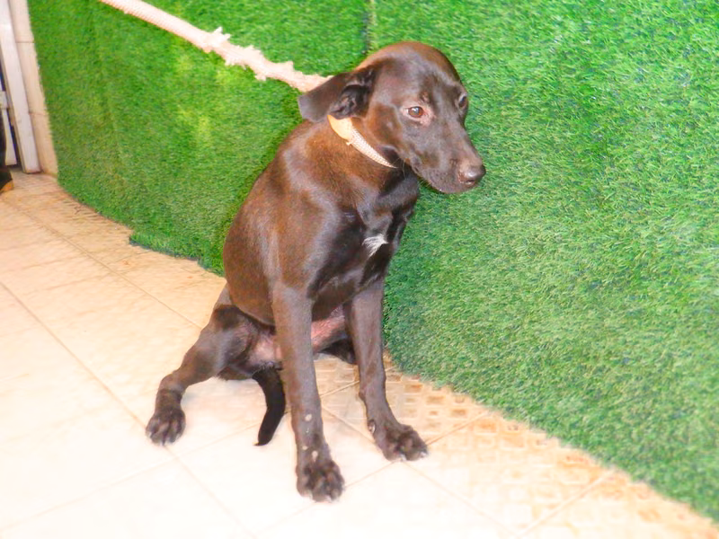 Black adult female mixed-breed dog, Medium, shelter no. …9733