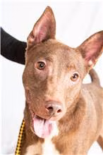 Brown-and-white adult male mixed-breed dog, Medium, shelter no. …0710