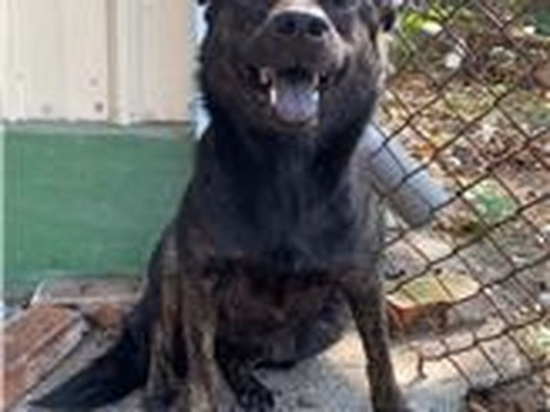 Black adult female mixed-breed dog, Medium, shelter no. …4046