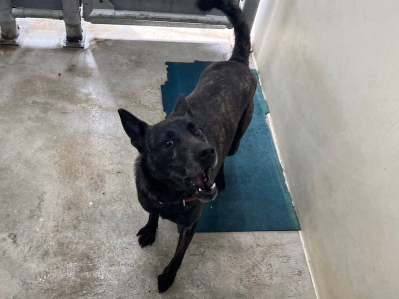 Tabby adult female mixed-breed dog, Medium, shelter no. …1406