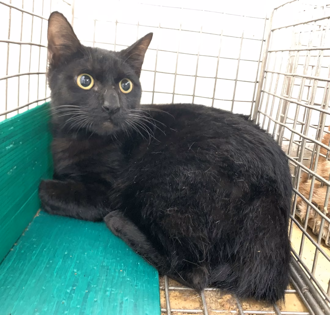 Black adult male mixed-breed cat, Small, shelter no. …2601