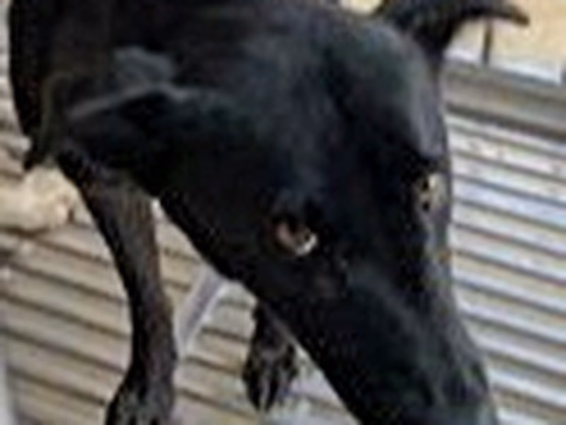 Black adult female mixed-breed dog, Large, shelter no. …8033