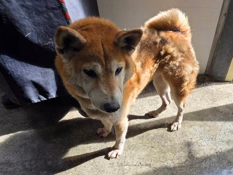 Tan adult female Shiba Inu, Medium, shelter no. …0701