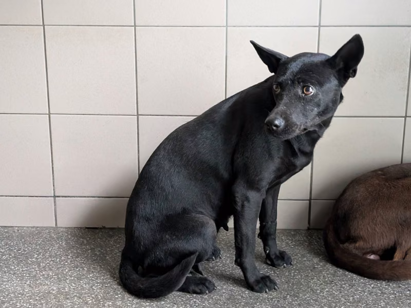 Black adult female mixed-breed dog, Large, shelter no. …0103