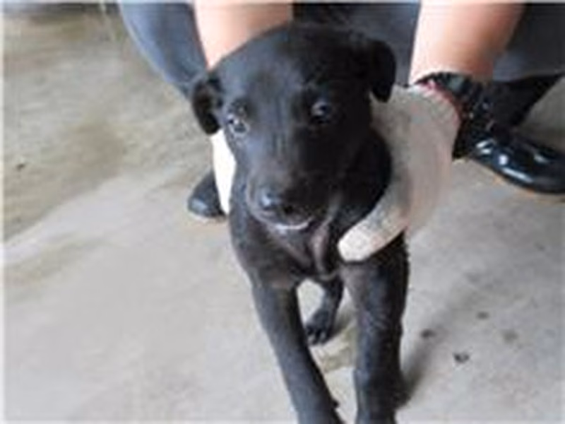 Black adult male mixed-breed dog, Small, shelter no. …4009