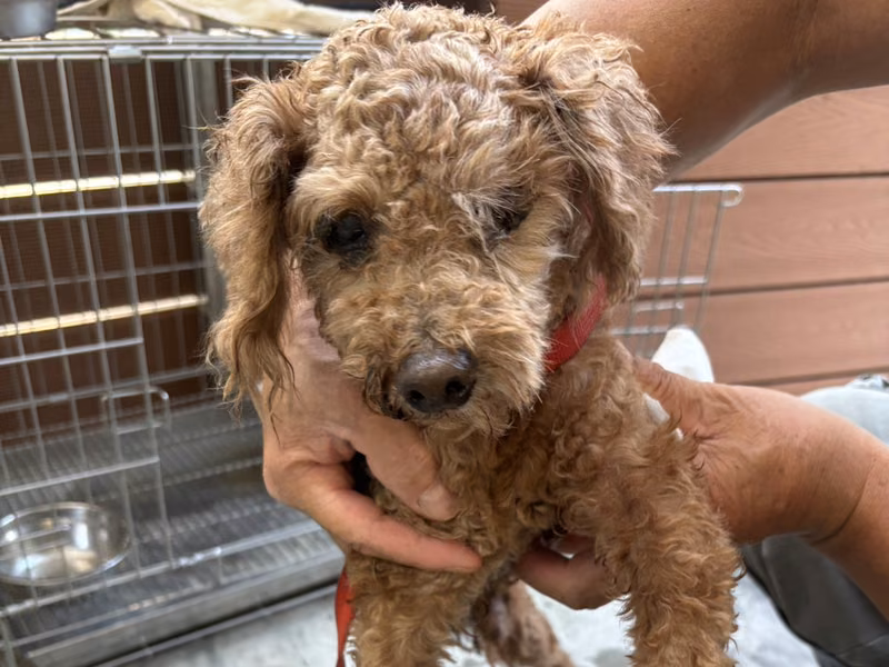 Brown adult male Miniature Poodle, Small, shelter no. …6002