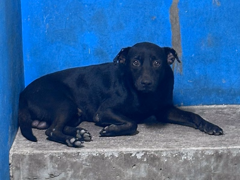 Black adult male mixed-breed dog, Large, shelter no. …1002