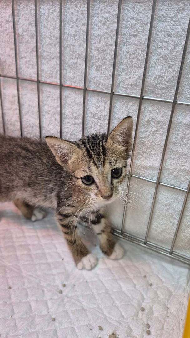 Tabby young male mixed-breed cat, Small, shelter no. …3005