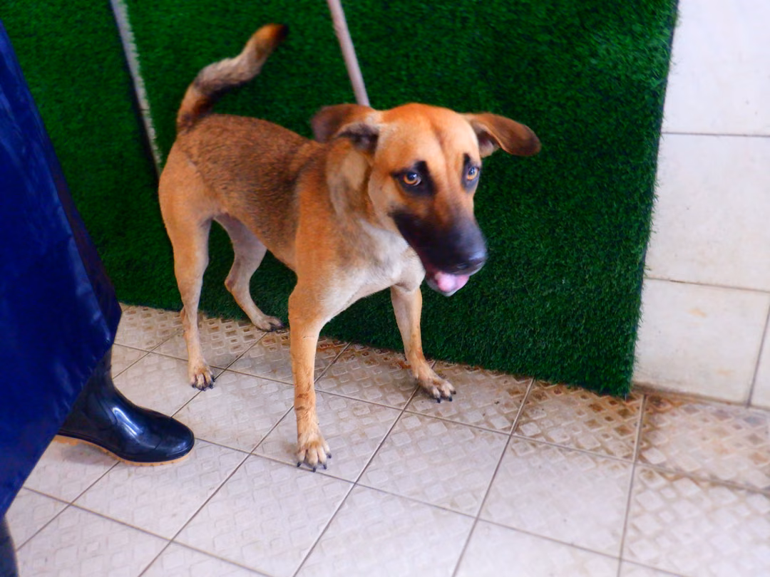 Tan adult female mixed-breed dog, Medium, shelter no. …2767