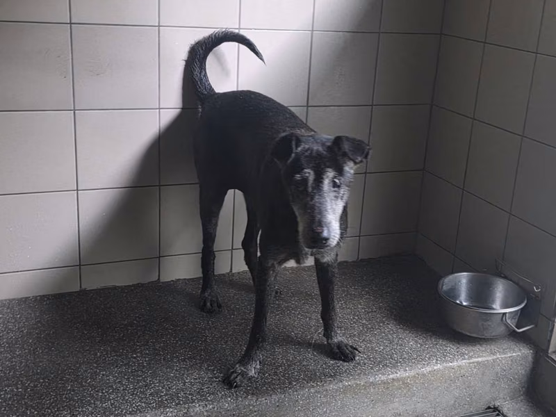 Black adult female mixed-breed dog, Large, shelter no. …1401