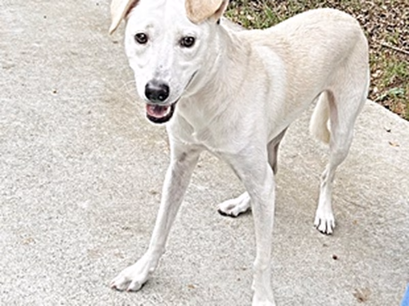 Cream adult female mixed-breed dog, Medium, shelter no. …0007