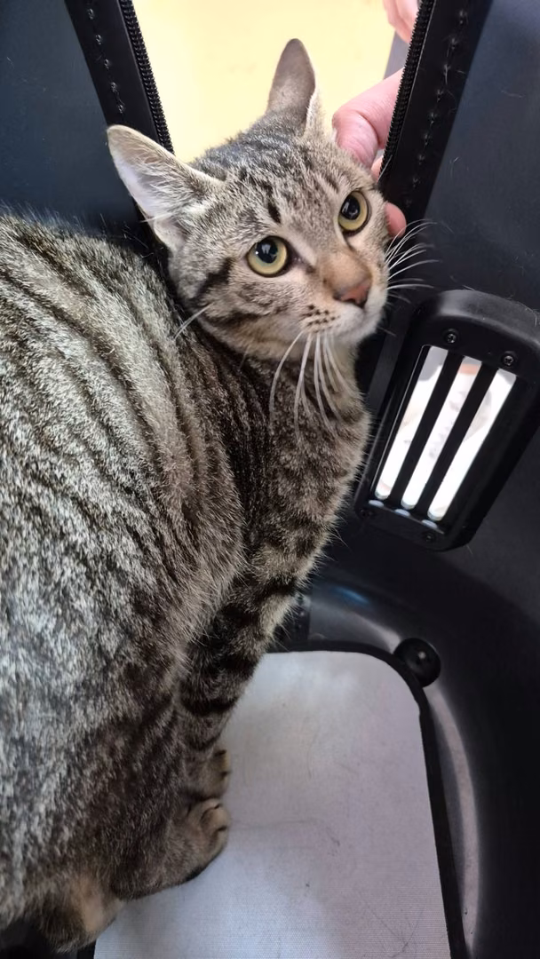 Tabby adult female mixed-breed cat, Small, shelter no. …9002