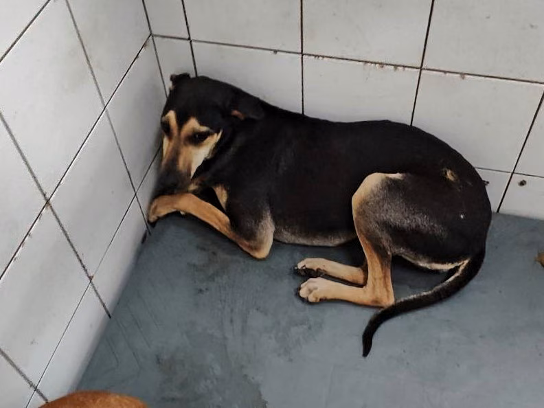Black adult female mixed-breed dog, Medium, shelter no. …25-1