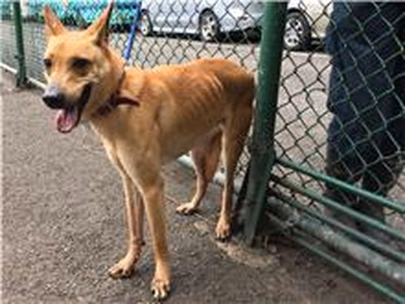 Tan adult male mixed-breed dog, Medium, shelter no. …0508