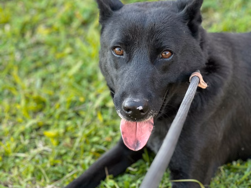 Black adult male mixed-breed dog, Medium, shelter no. …5005