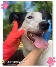 Black-and-white young female mixed-breed dog, Medium, shelter no. …1605