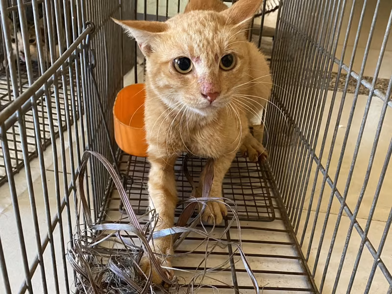 Orange tabby adult male mixed-breed cat, Small, shelter no. …5C06