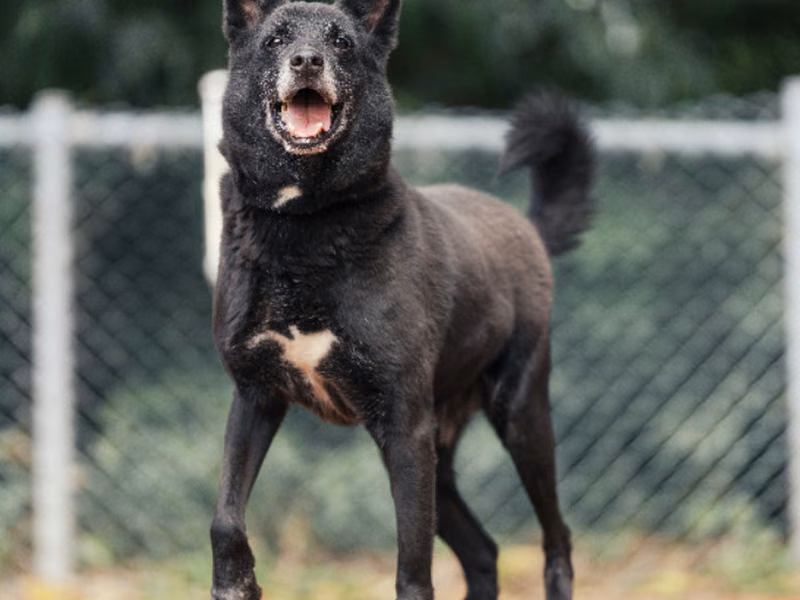 Black adult male mixed-breed dog, Medium, shelter no. …1404