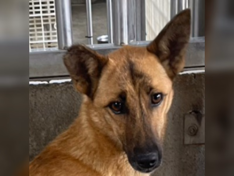 Tan adult female mixed-breed dog, Large, shelter no. …8014