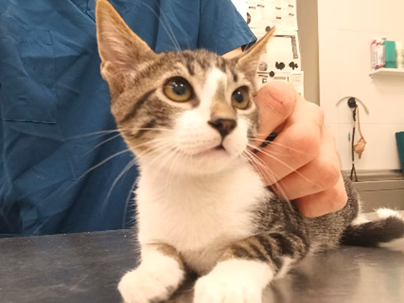 Monty, Baby · Male · European Shorthair