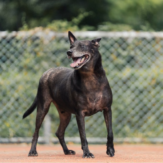 Black adult male mixed-breed dog, Medium, shelter no. …2801