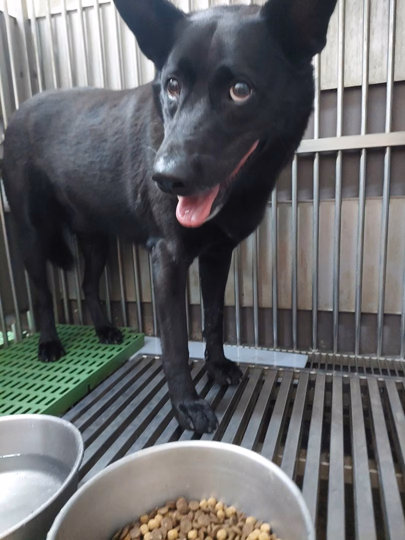 Black adult male mixed-breed dog, Medium, shelter no. …5002