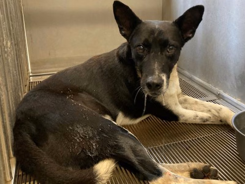Black-and-white adult male mixed-breed dog, Medium, shelter no. …2001