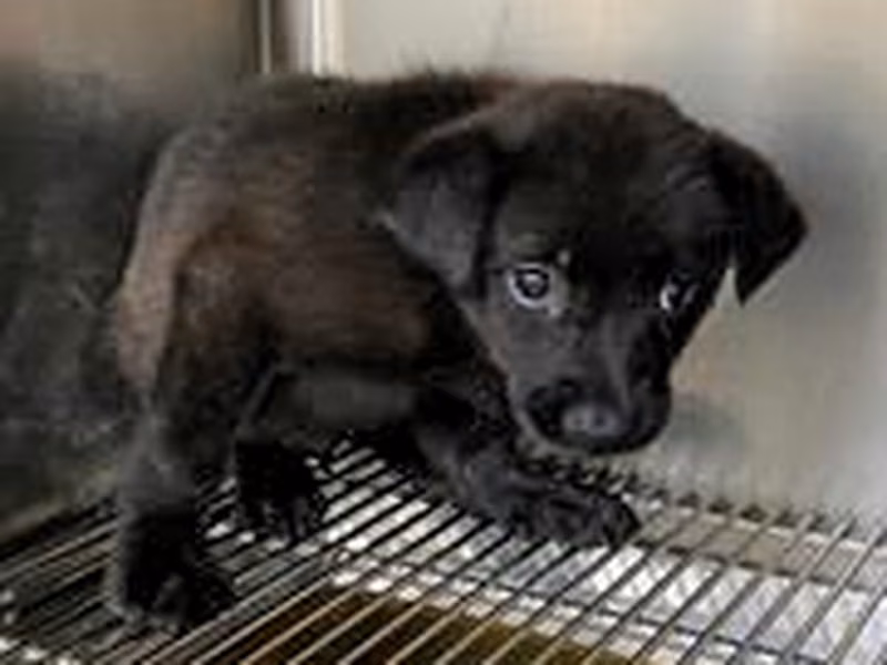 Black young female mixed-breed dog, Medium, shelter no. …7002