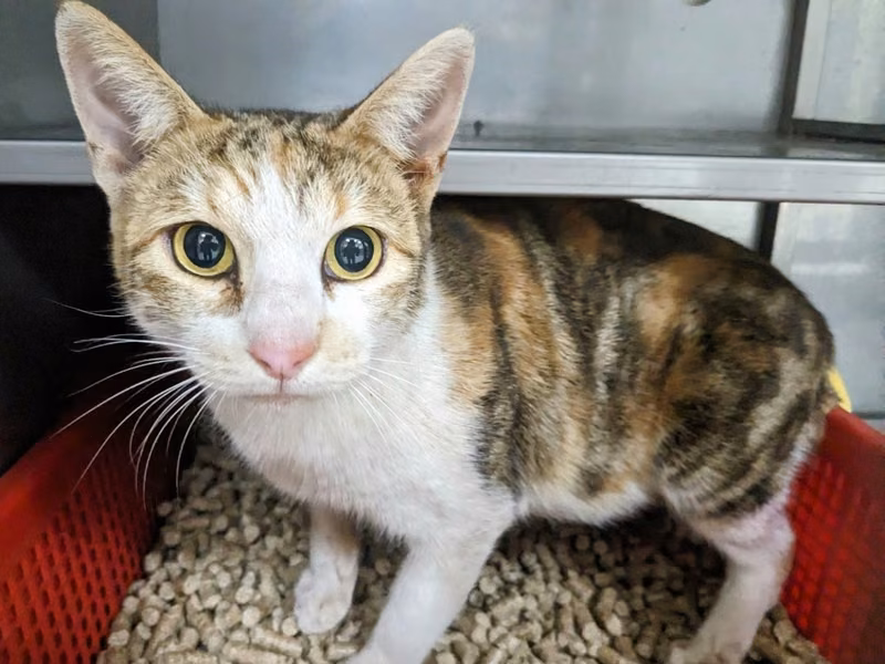Calico adult female mixed-breed cat, Medium, shelter no. …9002