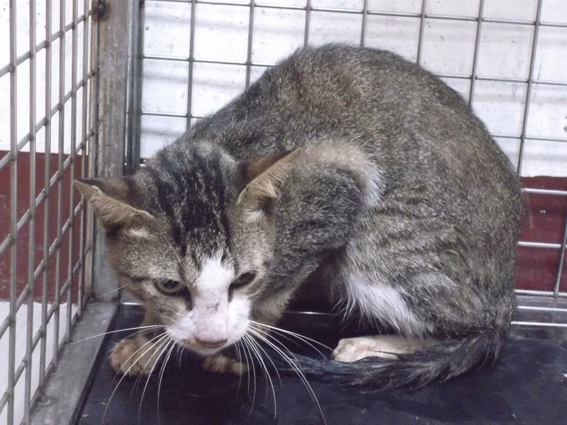 Tabby adult male mixed-breed cat, Large, shelter no. …12C1