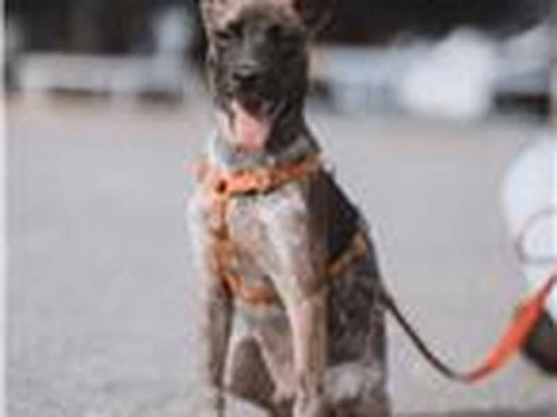 Tabby young male mixed-breed dog, Medium, shelter no. …8008