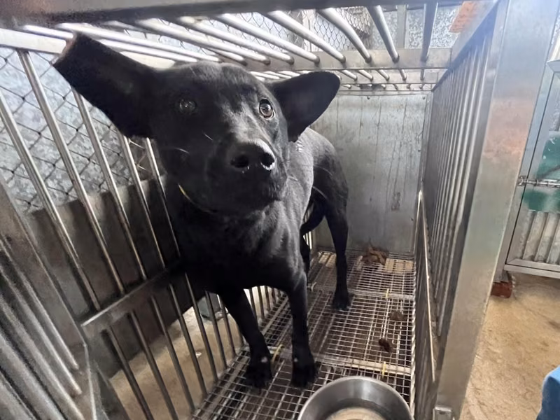 Black adult female mixed-breed dog, Medium, shelter no. …2002