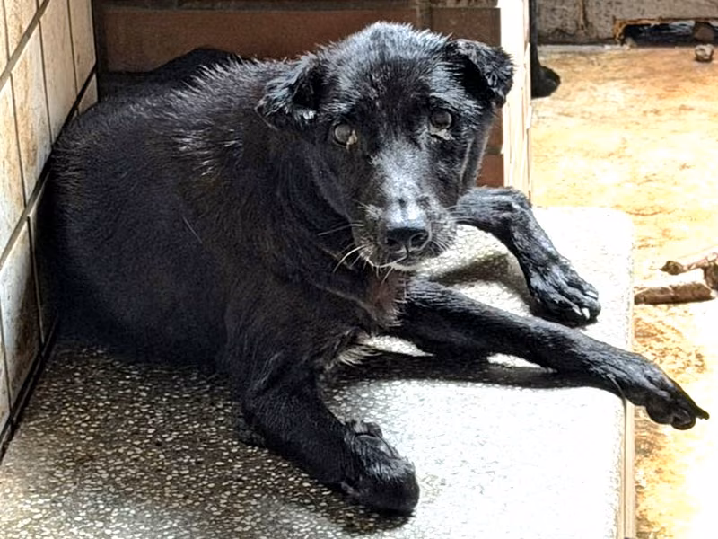 Black adult female mixed-breed dog, Large, shelter no. …1157
