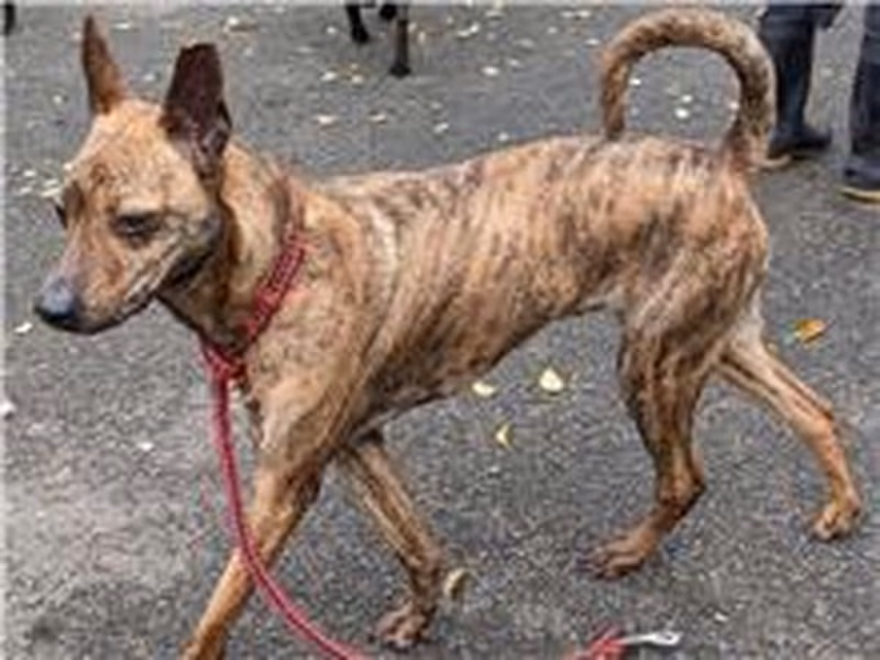 ミックス犬（オス・成犬・トラ）、中型, 施設番号 …1205