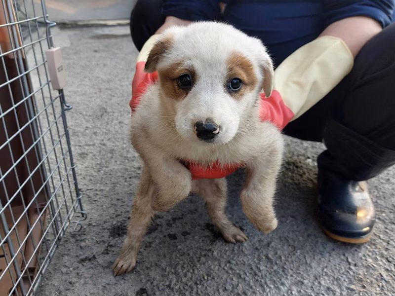 White young female mixed-breed dog, Medium, shelter no. …8001