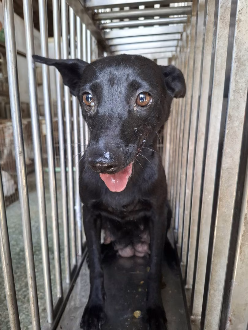 Black adult female mixed-breed dog, Medium, shelter no. …1-03