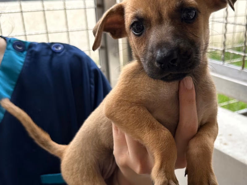 Tan young female mixed-breed dog, Medium, shelter no. …3002