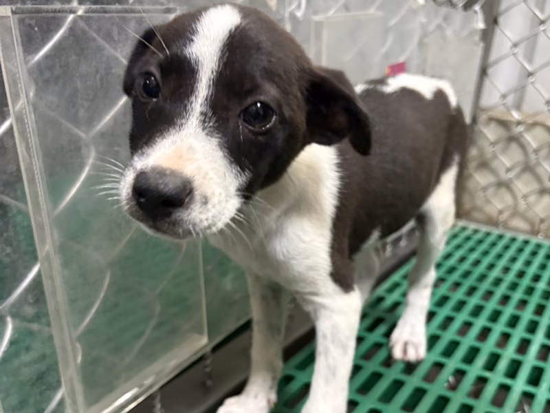 Black-and-white young female mixed-breed dog, Small, shelter no. …2003