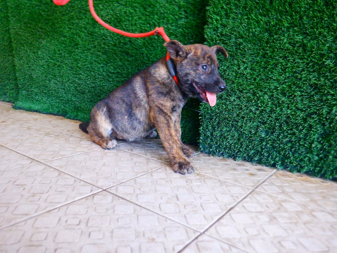 Tabby young female mixed-breed dog, Small, shelter no. …1503