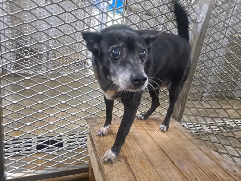 Black adult female mixed-breed dog, Medium, shelter no. …0010