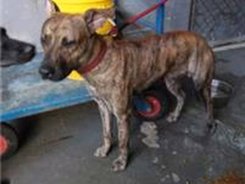 Tabby adult male mixed-breed dog, Medium, shelter no. …2507