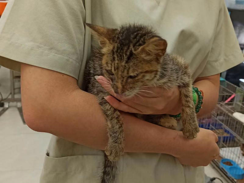 Young female mixed-breed cat, Small, shelter no. …5C02