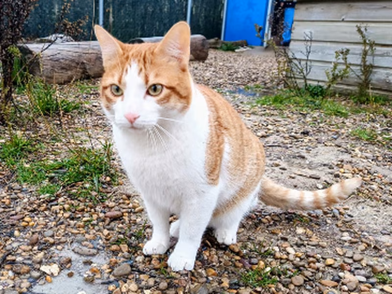 Boromir, Adult · Male · Small · European Shorthair