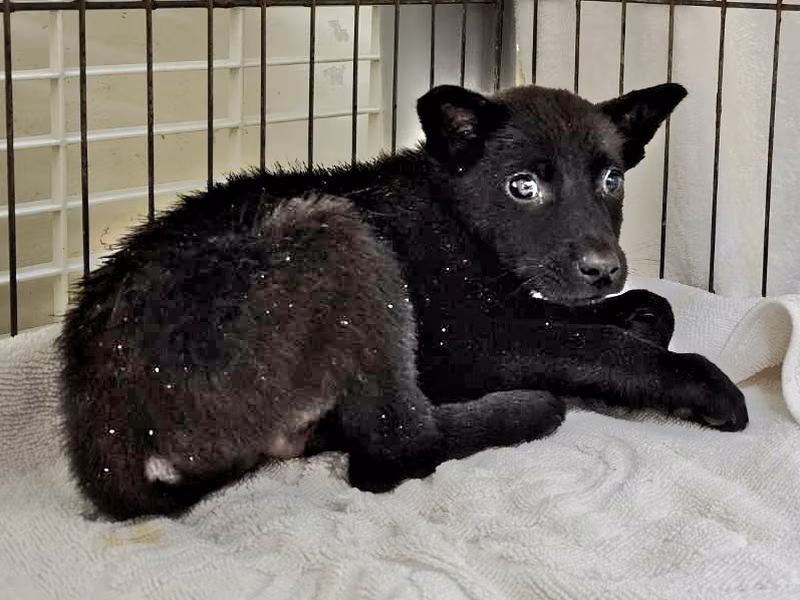 Black young male mixed-breed dog, Small, shelter no. …2705