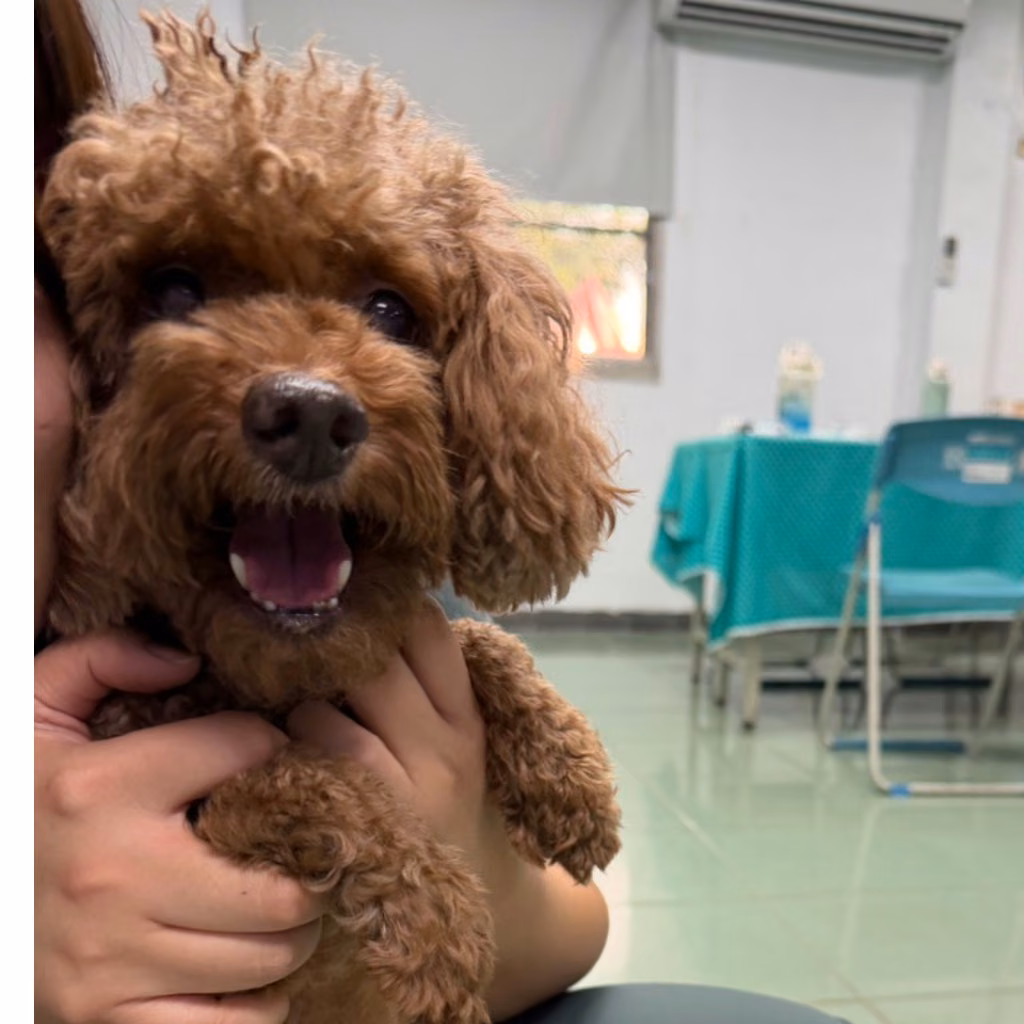 Brown adult male poodle, Medium, shelter no. …6-07