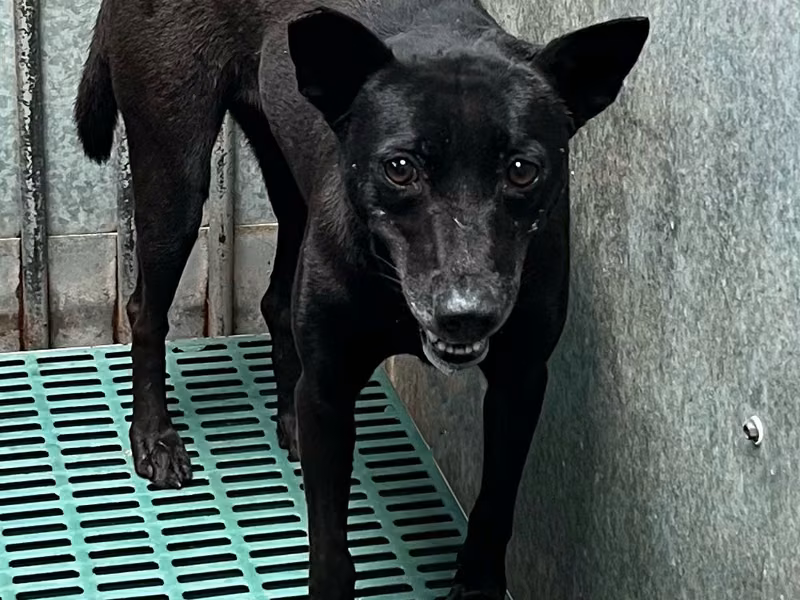 Black adult female mixed-breed dog, Medium, shelter no. …9016