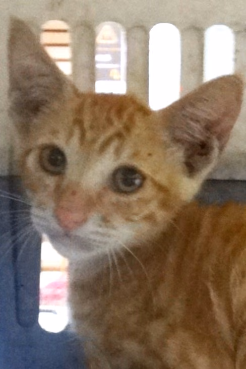 Gato mestizo joven (canela), Mediano, refugio n.º …1784
