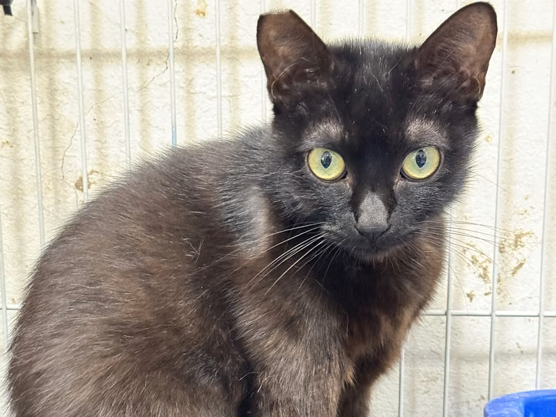 Black adult female mixed-breed cat, Large, shelter no. …9020